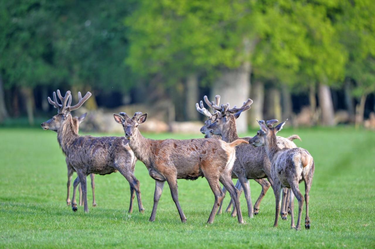 New Park Manor Hotel - A Luxury Family Hotel Brockenhurst Luaran gambar